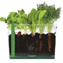 Carica l&#39;immagine nel visualizzatore di Gallery, Kids Vegetable Grow Kit Childrens See Through Garden Grow Box Plant Science Set
